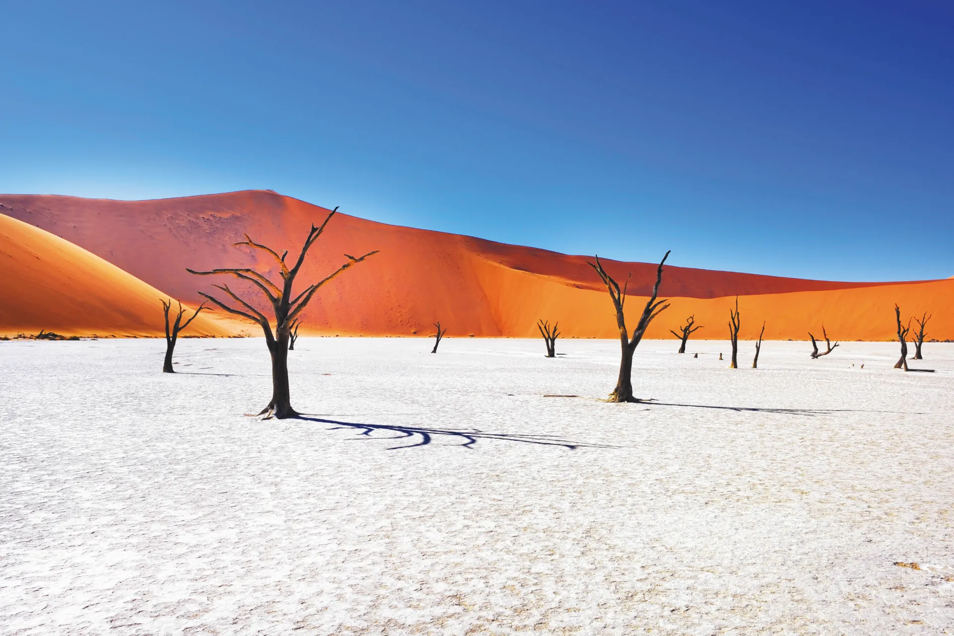 Deadvlei i Sossusvlei var en sjö för ca 650 år sedan – träden är uttorkade och har därför inte ruttnat Deadvlei i Sossusvlei var en sjö för ca 650 år sedan – träden är uttorkade och har därför inte ruttnat