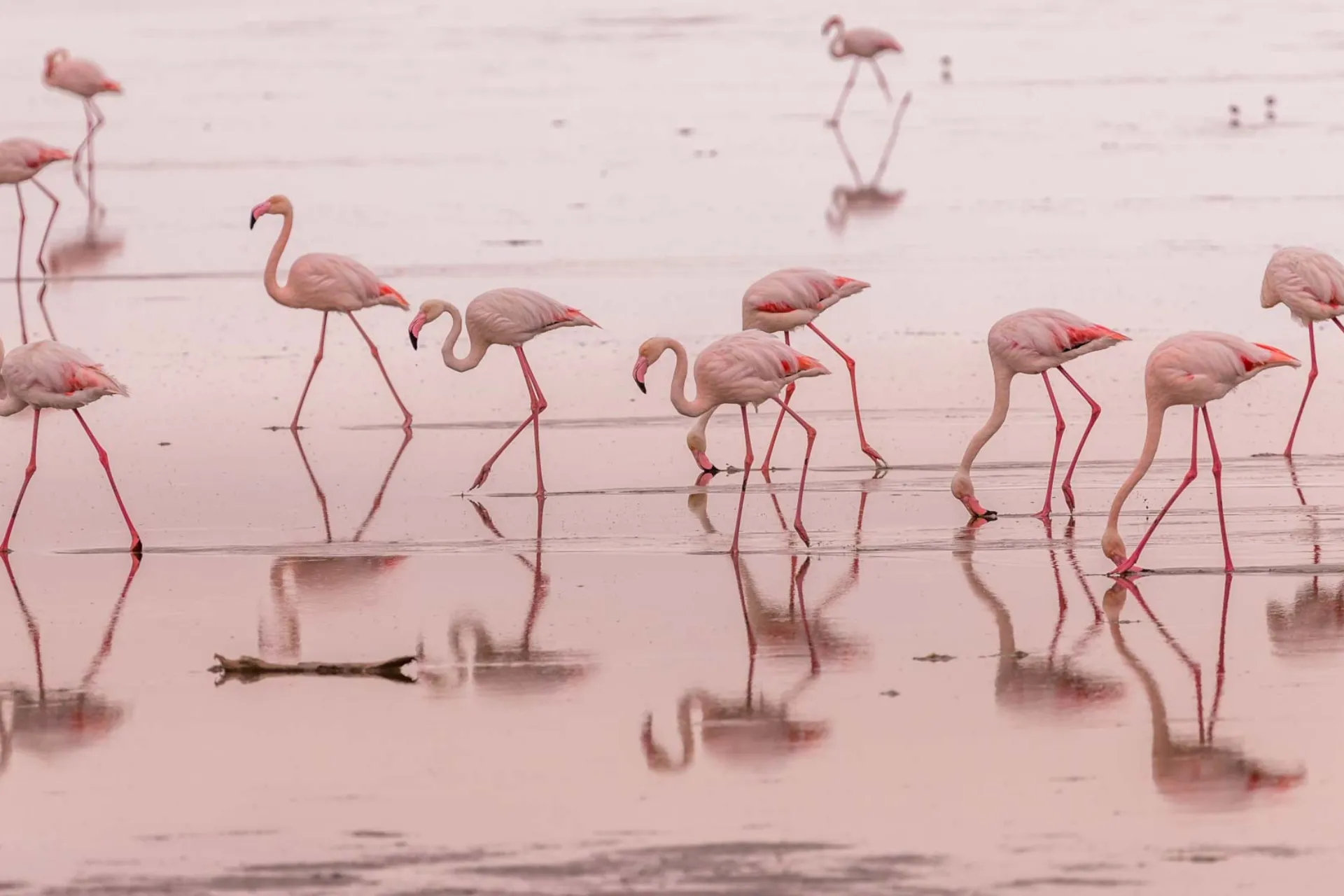 Flamingos i det grunda området vid Walvis Bay, Namibia Flamingos i det grunda området vid Walvis Bay, Namibia