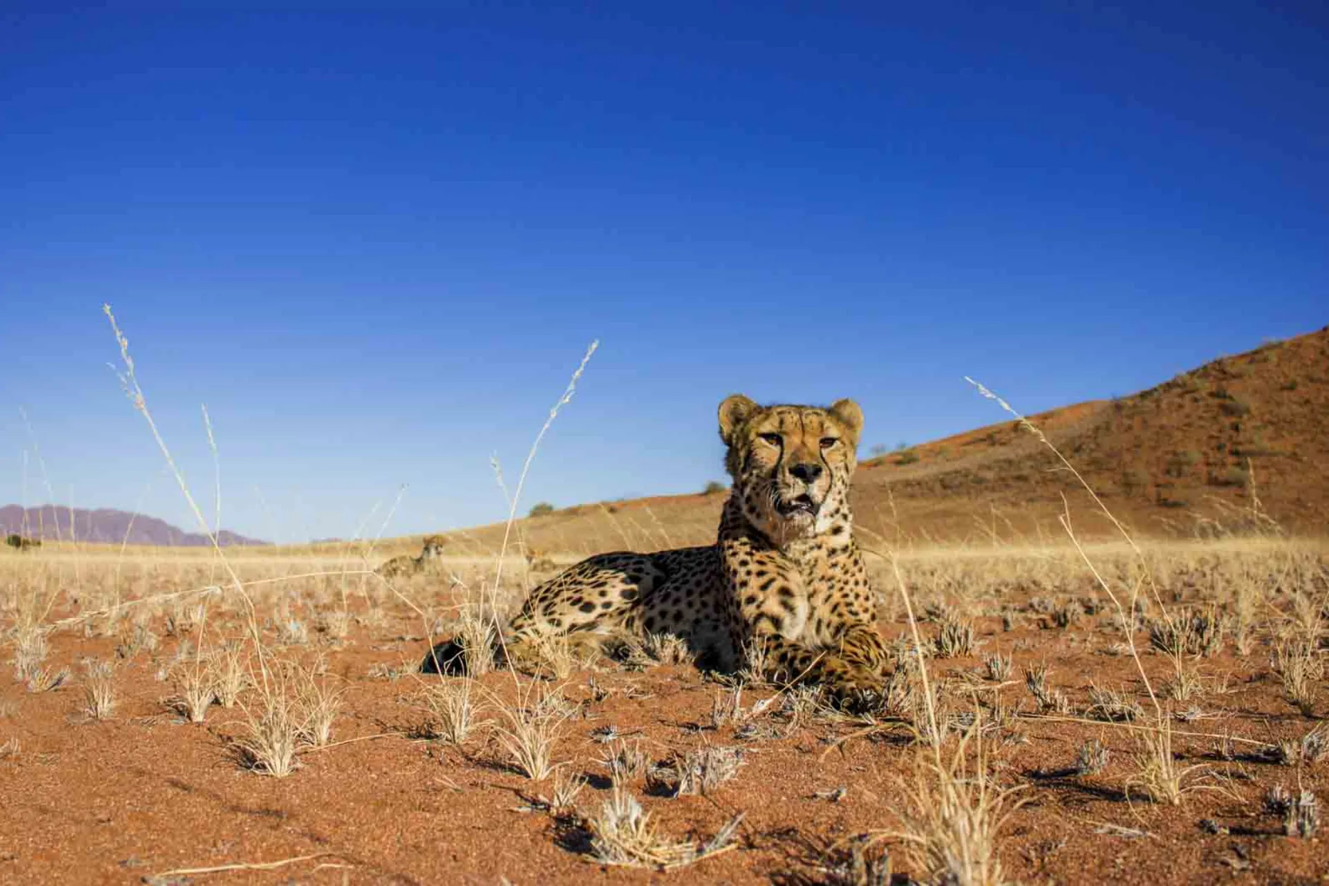 Geparden är världens snabbaste landdjur och kan nå hastigheter upp till 120 km/tim Geparden är världens snabbaste landdjur och kan nå hastigheter upp till 120 km/tim