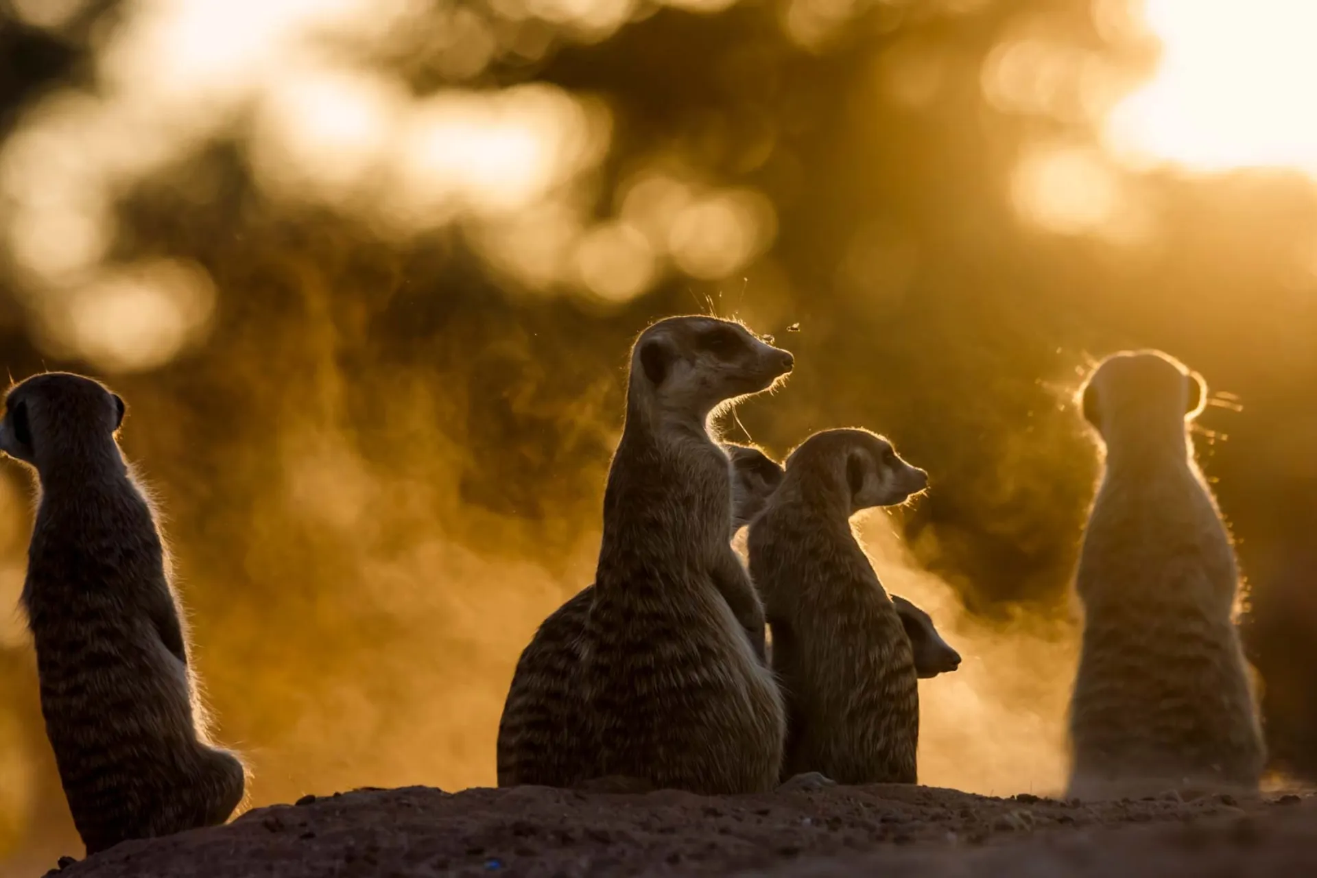 Surikaterna är alltid på vakt Surikaterna är alltid på vakt