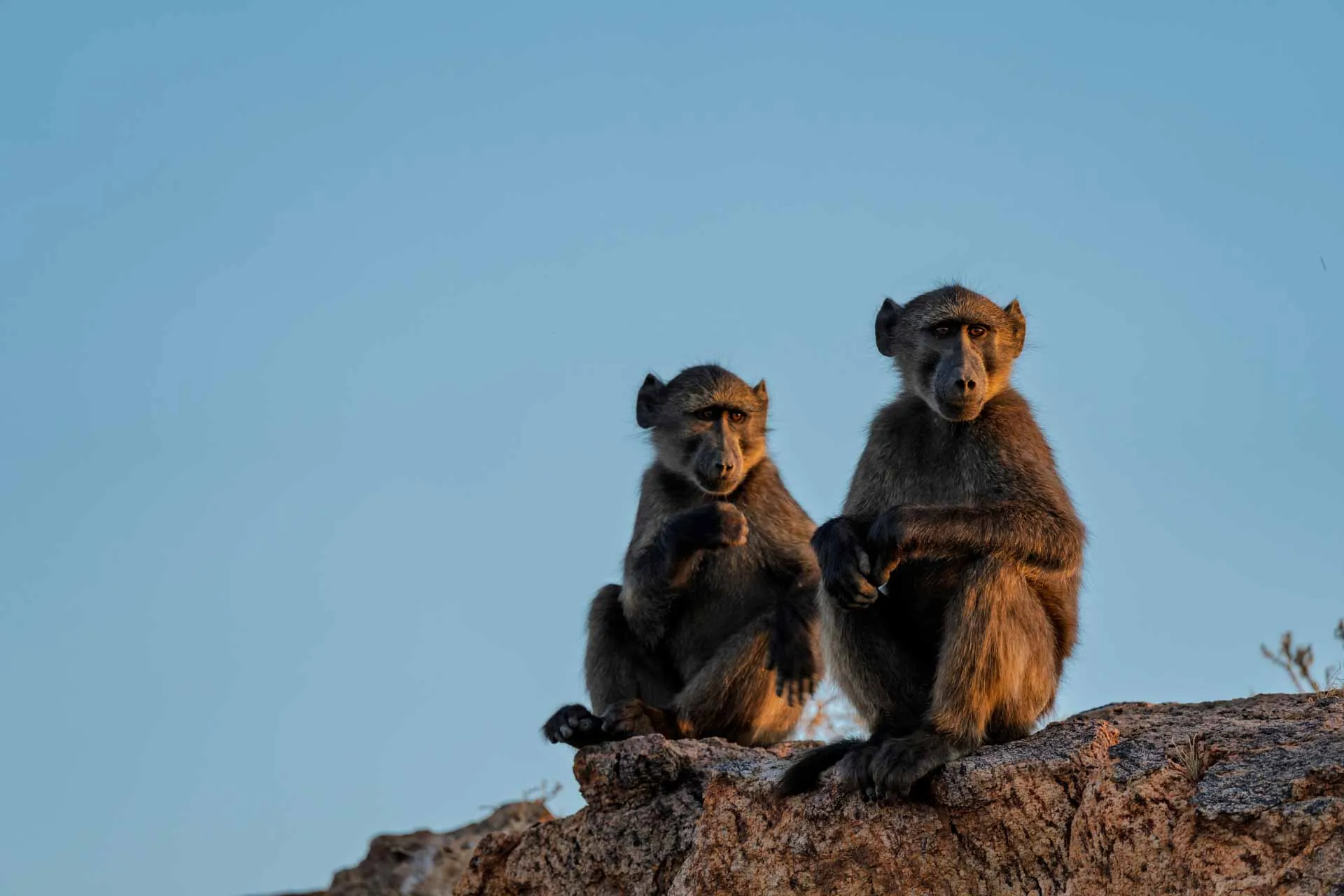 Babianer vid Augrabiesfallen håller utkik Babianer vid Augrabiesfallen håller utkik
