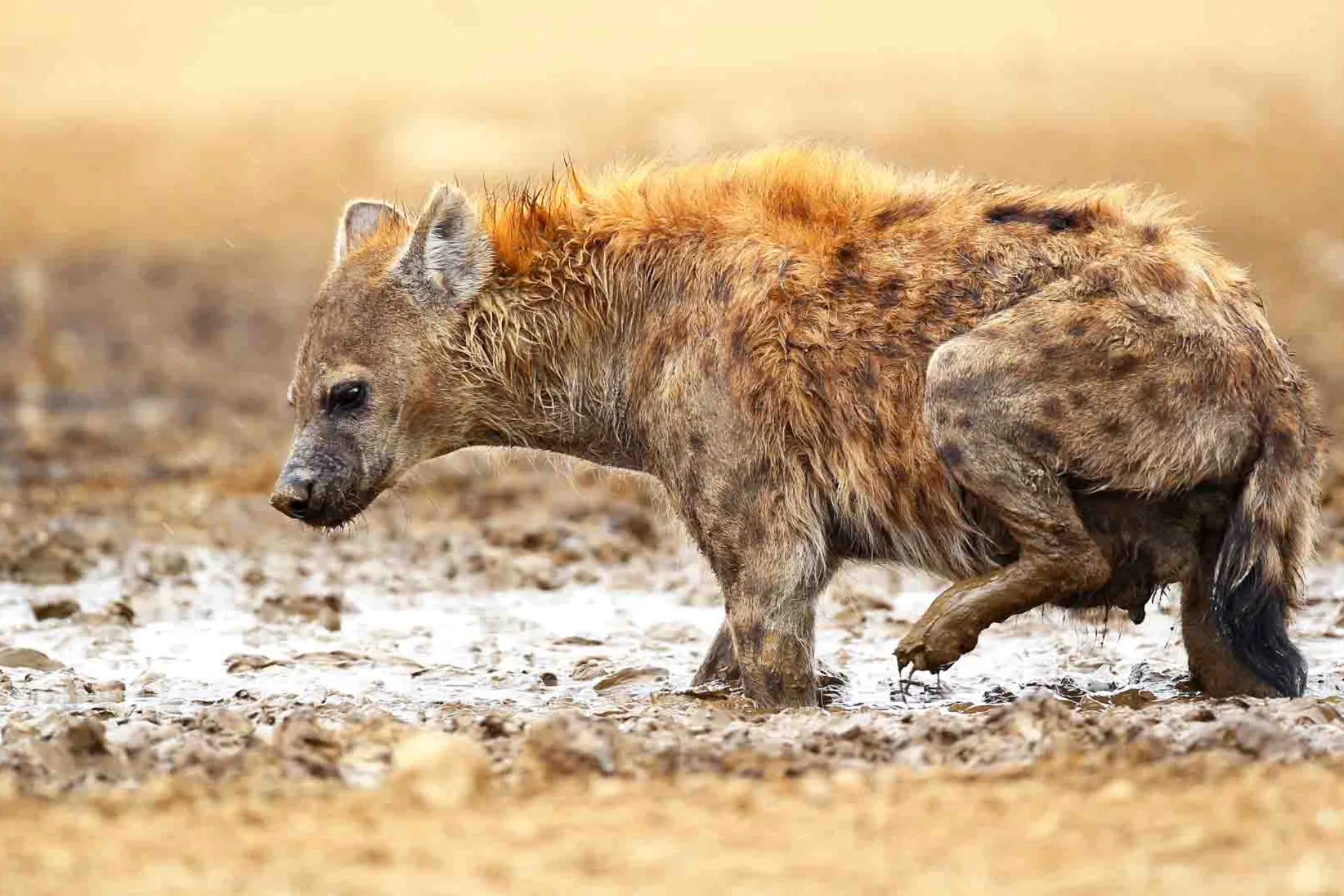 Hyenorna lever i stora, komplexa klaner med en stark social struktur Hyenorna lever i stora, komplexa klaner med en stark social struktur