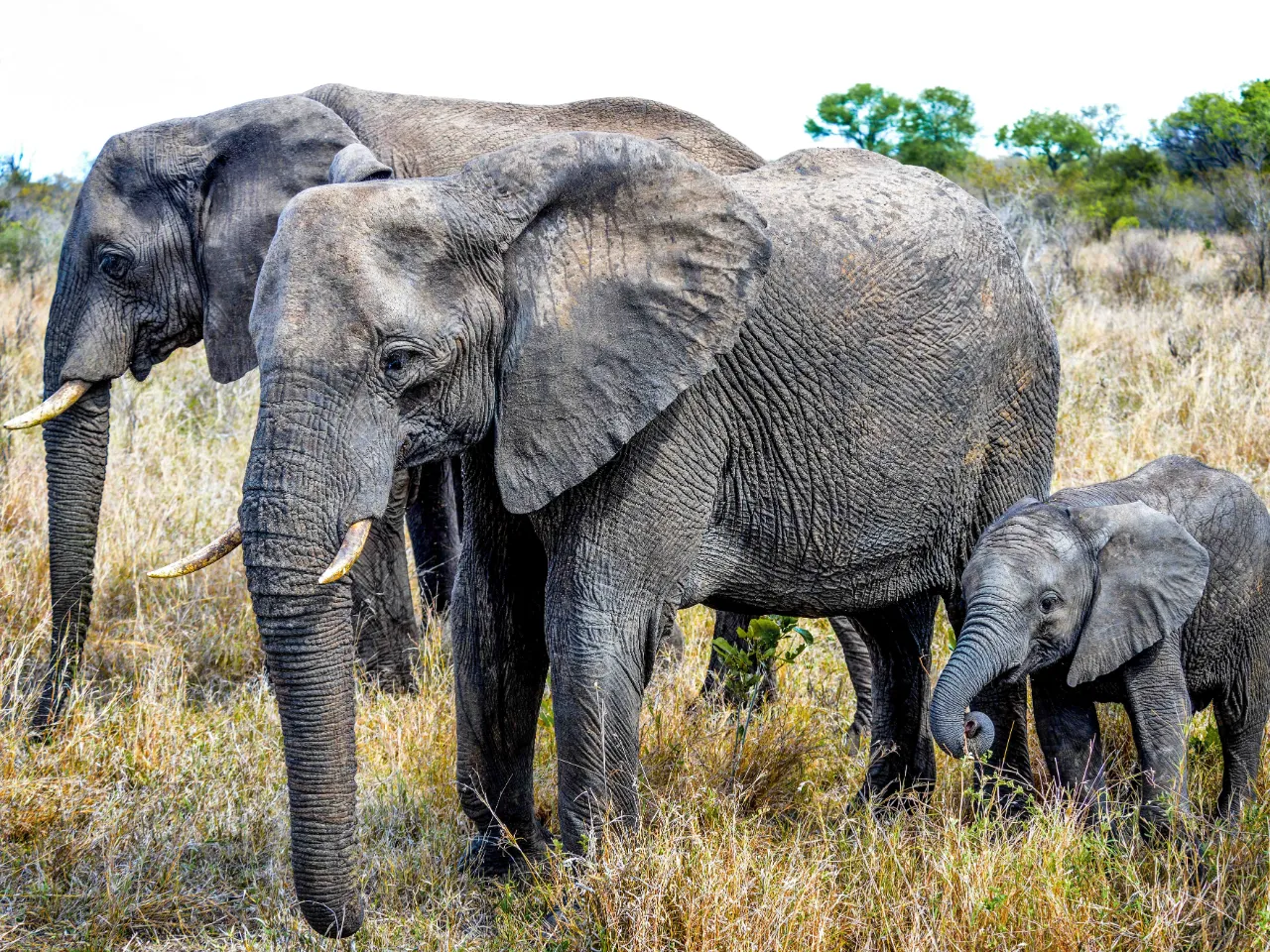 En elefantunge kallas för en elefantkalv och väger mellan 70 och 90 kilo vid födseln En elefantunge kallas för en elefantkalv och väger mellan 70 och 90 kilo vid födseln