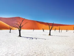 Deadvlei i Sossusvlei var en sjö för ca 650 år sedan – träden är uttorkade och har därför inte ruttnat Deadvlei i Sossusvlei var en sjö för ca 650 år sedan – träden är uttorkade och har därför inte ruttnat