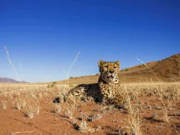 Geparden är världens snabbaste landdjur och kan nå hastigheter upp till 120 km/tim Geparden är världens snabbaste landdjur och kan nå hastigheter upp till 120 km/tim
