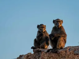 Babianer vid Augrabiesfallen håller utkik Babianer vid Augrabiesfallen håller utkik