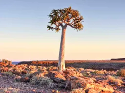 Quiver Tree eller Kokerträd är faktiskt inte ett träd utan en typ av jättealoe Quiver Tree eller Kokerträd är faktiskt inte ett träd utan en typ av jättealoe