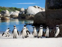 Pingvinerna poserar på Boulders Beach Pingvinerna poserar på Boulders Beach