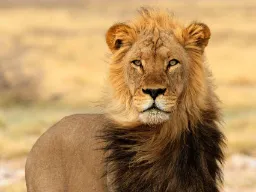 Hanlejonet lever vanligtvis 8–12 år Hanlejonet lever vanligtvis 8–12 år