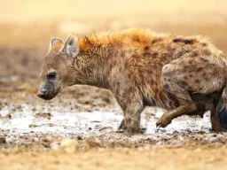 Hyenorna lever i stora, komplexa klaner med en stark social struktur Hyenorna lever i stora, komplexa klaner med en stark social struktur