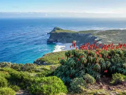 Godahoppsudden med rödblommande aloes Godahoppsudden med rödblommande aloes