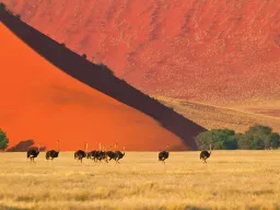Strutsflock i Namiböknen med den röda sanden Strutsflock i Namiböknen med den röda sanden