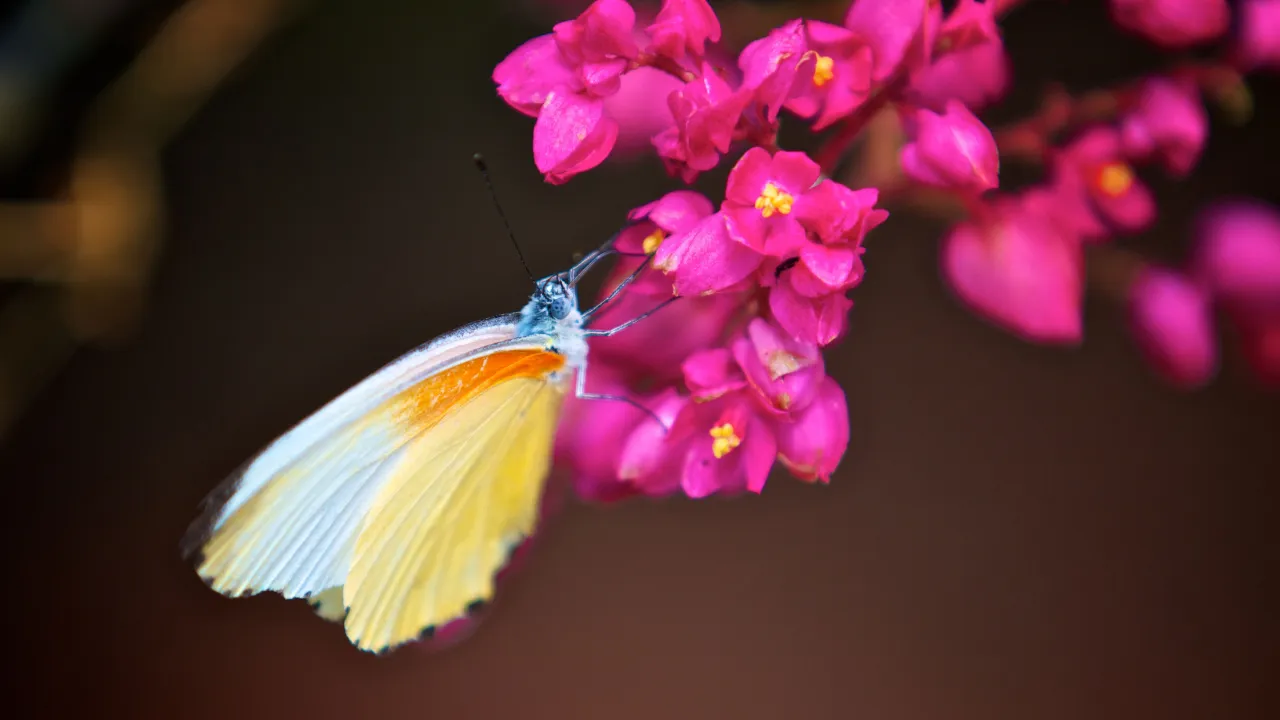 Ikke alle dyrene på savannen er store Ikke alle dyrene på savannen er store