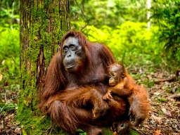 Orangutangerna påverkas också när regnskogen huggs ner.