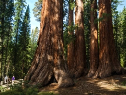 Redwood är bland världens högsta trädarter